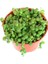 Tespih Çiçeği Senecio Rowleyanus 10 Adet 3