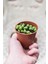 Tespih Çiçeği Senecio Rowleyanus 10 Adet 4
