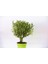 Yeşil Saksıda Şimşir Fidanı 5 Adet 4