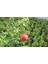 Bodur Süs Narı - Punica Granatum "nana" 3 Adet 4