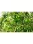 Granny Smith Elma Fidanı 3 Adet 1