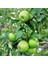 Granny Smith Elma Fidanı 3 Adet 2