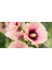Gülhatmi (Alcea Rosea) 5 Adet 1