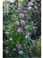 Gülhatmi (Alcea Rosea) 5 Adet 2