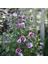 Gülhatmi (Alcea Rosea) 5 Adet 3