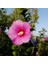 Gülhatmi (Alcea Rosea) 5 Adet 4