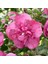Gülhatmi (Alcea Rosea) 5 Adet 5