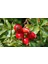 Kuşburnu Fidanı Rosa Canina 2 Adet 2