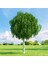 Huş Ağacı Betula Pendula 2 Adet 2