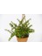 Yeşim Ağacı Crassula Portulacaria Askılı Saksı 5 Adet 1