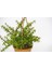 Yeşim Ağacı Crassula Portulacaria Askılı Saksı 5 Adet 2