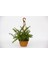 Yeşim Ağacı Crassula Portulacaria Askılı Saksı 5 Adet 3