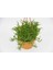 Crassula Muscosa Sukulent - Askılı Saksı 2 Adet 1