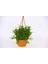 Crassula Muscosa Sukulent - Askılı Saksı 2 Adet 2