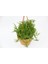 Crassula Muscosa Sukulent - Askılı Saksı 2 Adet 3