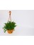 Crassula Muscosa Sukulent - Askılı Saksı 2 Adet 4