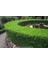 Şimşir Fidanı Buxus Sempervirens Rotundifolia 20 Adet 1