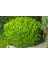 Şimşir Fidanı Buxus Sempervirens Rotundifolia 20 Adet 2