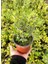 Şimşir Fidanı Buxus Sempervirens Rotundifolia 20 Adet 3
