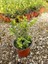 Şimşir Fidanı Buxus Sempervirens Rotundifolia 20 Adet 4