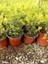 Şimşir Fidanı Buxus Sempervirens Rotundifolia 20 Adet 5