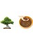 Bonsai Toprağı 20 Lt 1