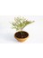 Bonsai Kufeya Cennet Çiçeği 5 Adet 1