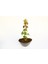 Bonsai Japon Akçaağacı Acer Palmatum Saydam Saksıda 3 Adet 1