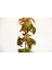 Bonsai Japon Akçaağacı Acer Palmatum Saydam Saksıda 3 Adet 2