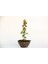 Bonsai Japon Akçaağacı Acer Palmatum Saydam Saksıda 3 Adet 3