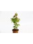Bonsai Japon Akçaağacı Acer Palmatum 1