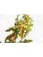 Bonsai Japon Akçaağacı Acer Palmatum 3