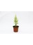 Limoni Servi (Cupressus Macrocarpa Goldcrest) 20-30 cm 3