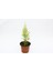 Limoni Servi (Cupressus Macrocarpa Goldcrest) 20-30 cm 4