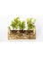Trio Set Ahşap Dekoratif Sukulent 2