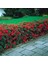 Ateş Dikeni - Pyracantha 3 Adet 1