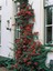 Ateş Dikeni - Pyracantha 3 Adet 2