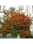 Ateş Dikeni - Pyracantha 3 Adet 3