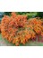 Ateş Dikeni - Pyracantha 3 Adet 4