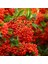 Ateş Dikeni - Pyracantha 3 Adet 5