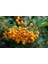 Bonsaı Ateş Dikeni Pyracantha Coccinea 3 Adet 1