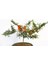 Bonsaı Ateş Dikeni Pyracantha Coccinea 3 Adet 2