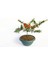 Bonsaı Ateş Dikeni Pyracantha Coccinea 3 Adet 4
