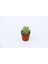 Sedum Nicaeensis Sukulent 5 Adet 1
