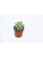 Sedum Nicaeensis Sukulent 5 Adet 2