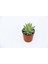 Sedum Nicaeensis Sukulent 5 Adet 4