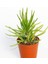 Senecio Barbertonicus Himalaya Sukulent - 20 Adet 2