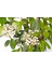Viburnum Tinus - Yaprak Dökmeyen Kartopu Yeşil Saksıda 2 Adet 4