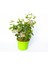Viburnum Tinus - Yaprak Dökmeyen Kartopu Yeşil Saksıda 3 Adet 1