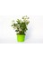 Viburnum Tinus - Yaprak Dökmeyen Kartopu Yeşil Saksıda 3 Adet 2